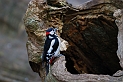 Great spotted woodpecker - C
